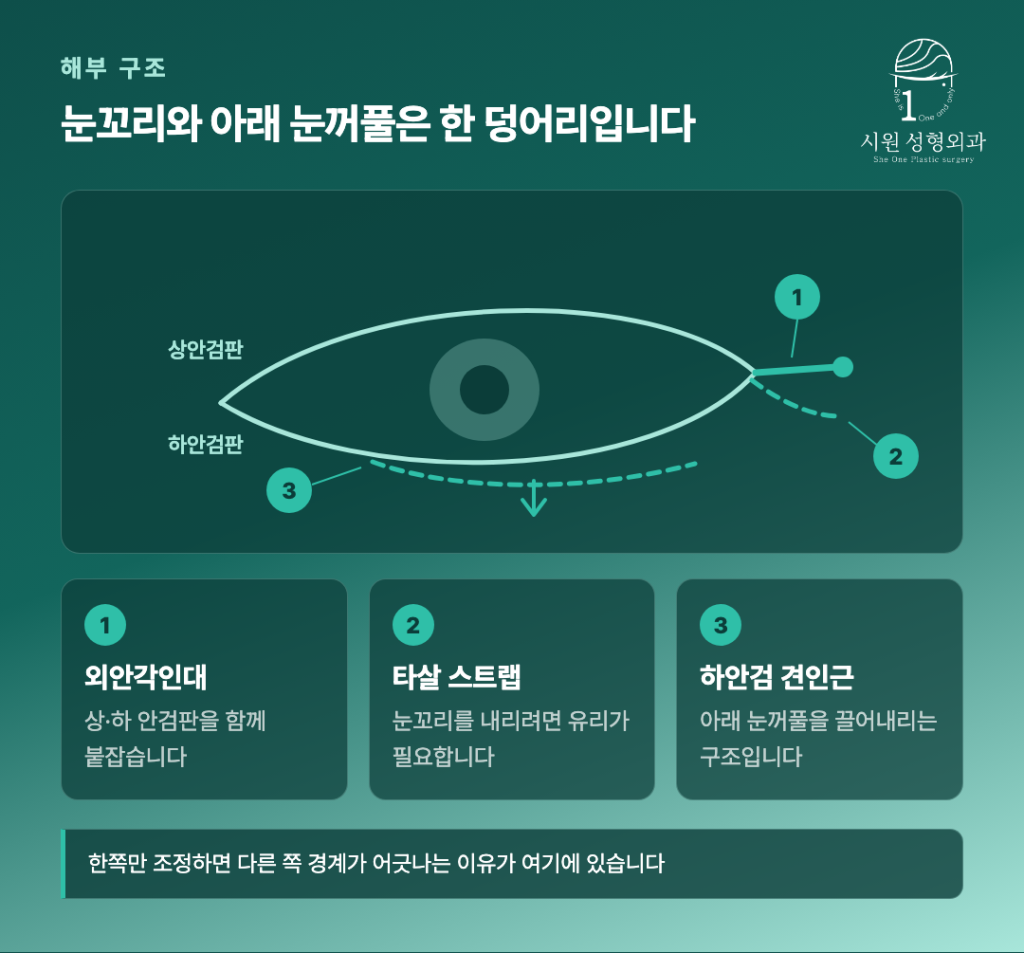 외안각인대와 하안검 견인근 구조
