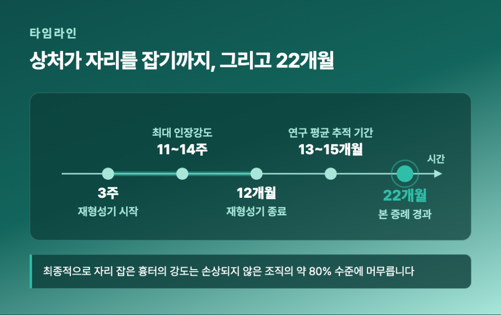 상처 치유 단계와 22개월 경과 시점을 비교한 타임라인