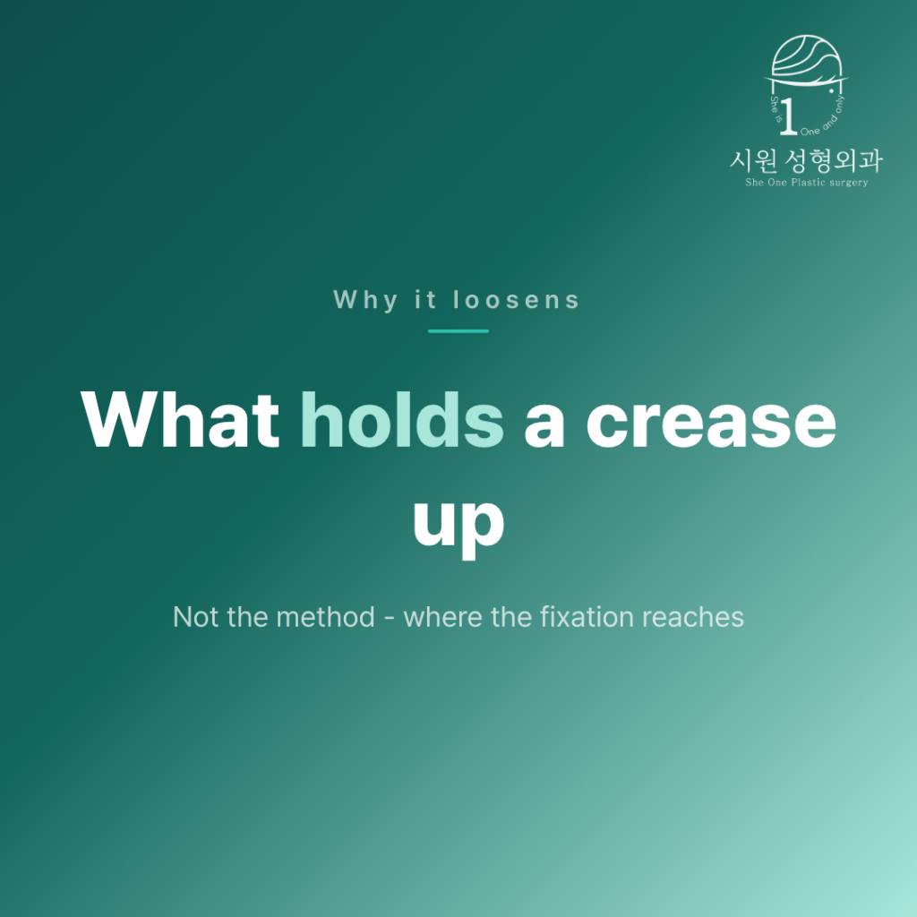 What holds a double-eyelid crease in place