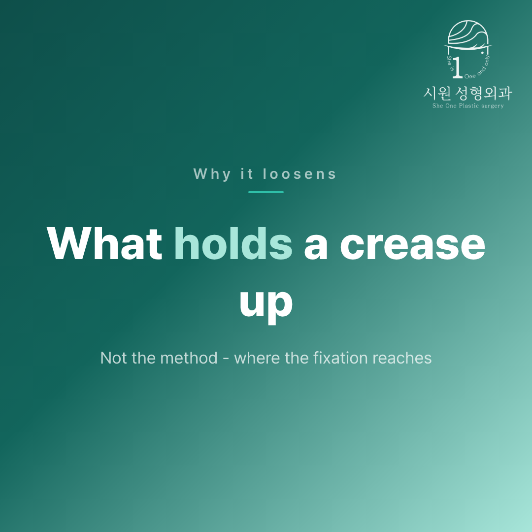 What holds a double-eyelid crease in place